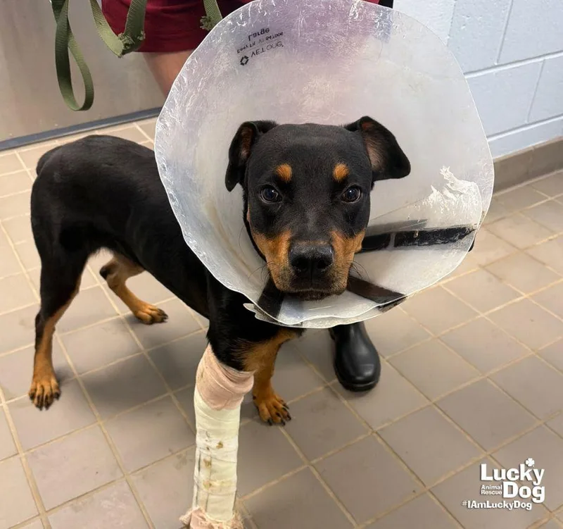 A young large-sized female Rottweiler dog named Lucie for adoption in Washington, DC