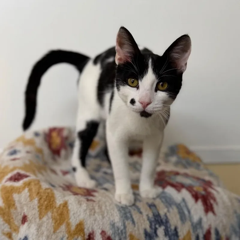 A young small-sized male White Domestic Short Hair cat named Romeo for adoption in Long Beach, CA