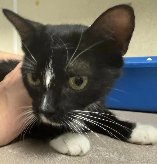 An adult small-sized female Domestic Short Hair cat named Grape for adoption in Salisbury, MD