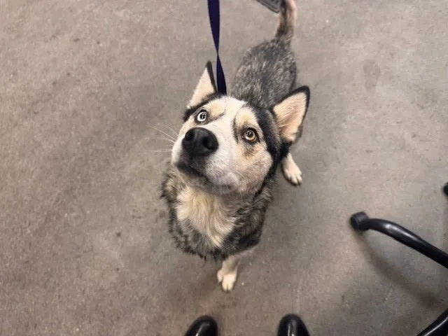 An adult large-sized female Siberian Husky dog named Freya for adoption in Fairfield, CA