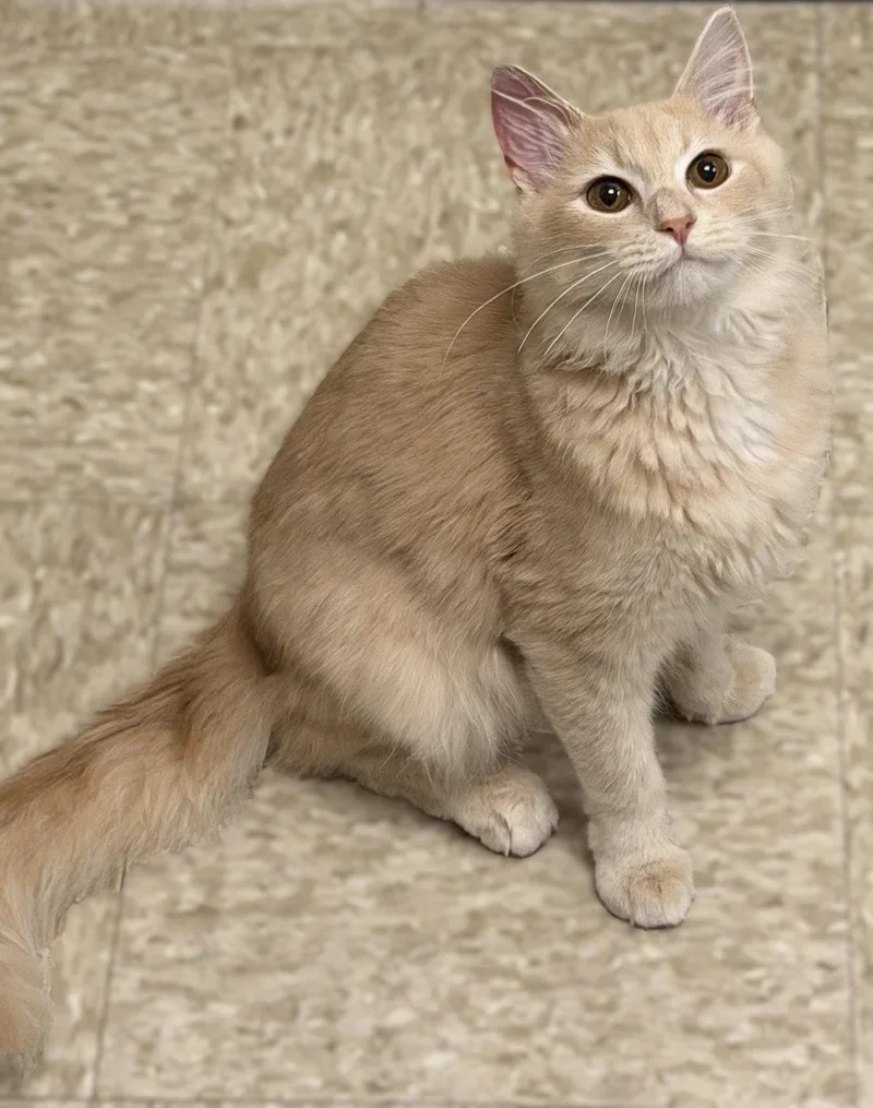 A baby medium-sized male Orange / Red Domestic Medium Hair cat named Miller for adoption in Herndon, VA
