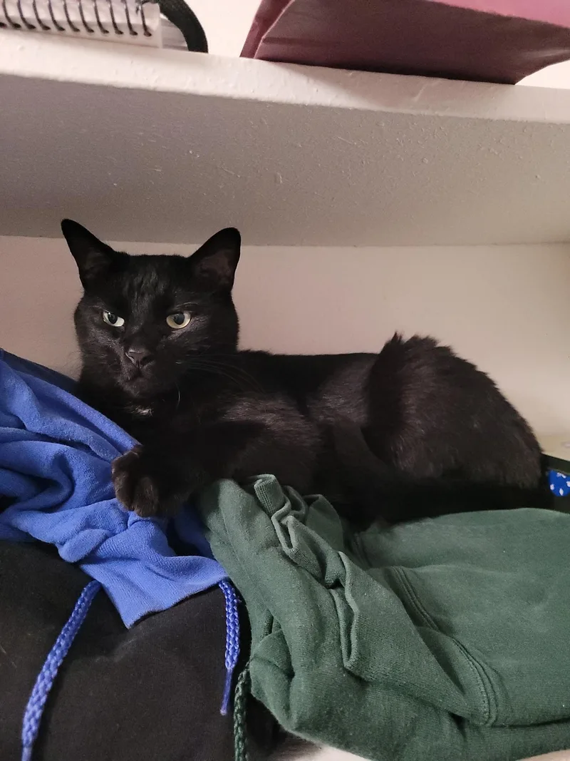 An adult medium-sized male Black Domestic Short Hair cat named Joey for adoption in Fairfax, VA