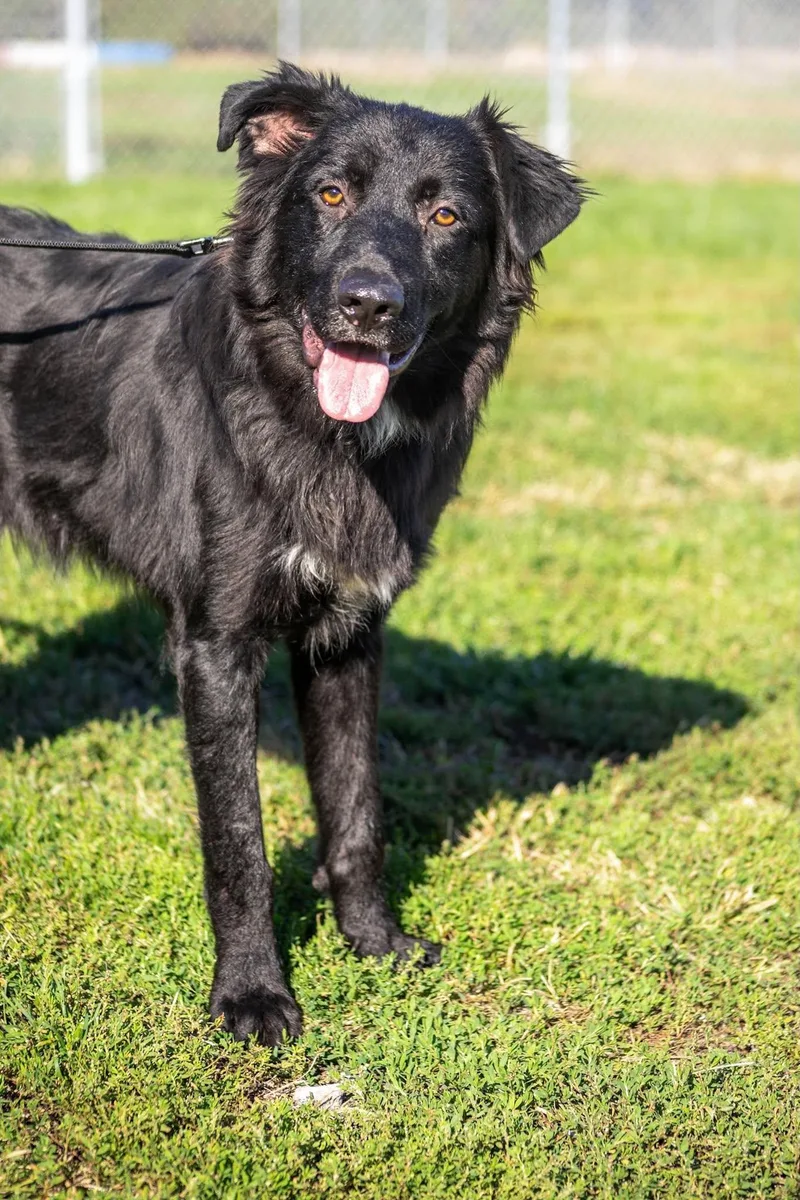 A young large-sized male Black Labrador Retriever dog named Carlos for adoption in Valparaiso, IN