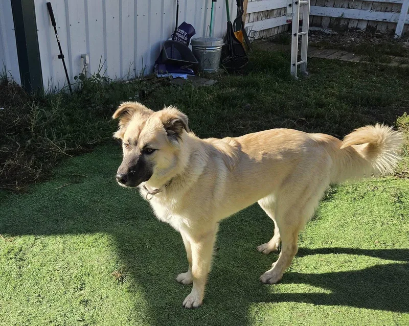 A young large-sized female Anatolian Shepherd dog named Willow for adoption in Bountiful, UT