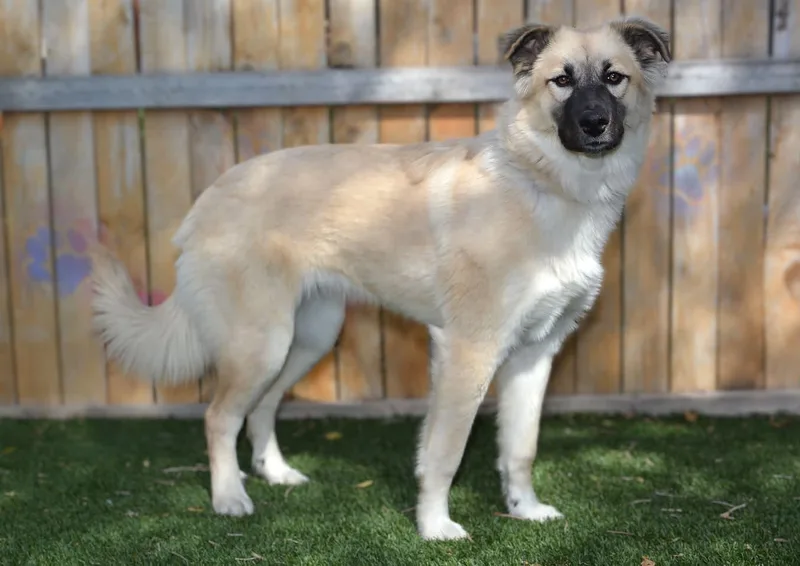 Willow thumbnail 3
