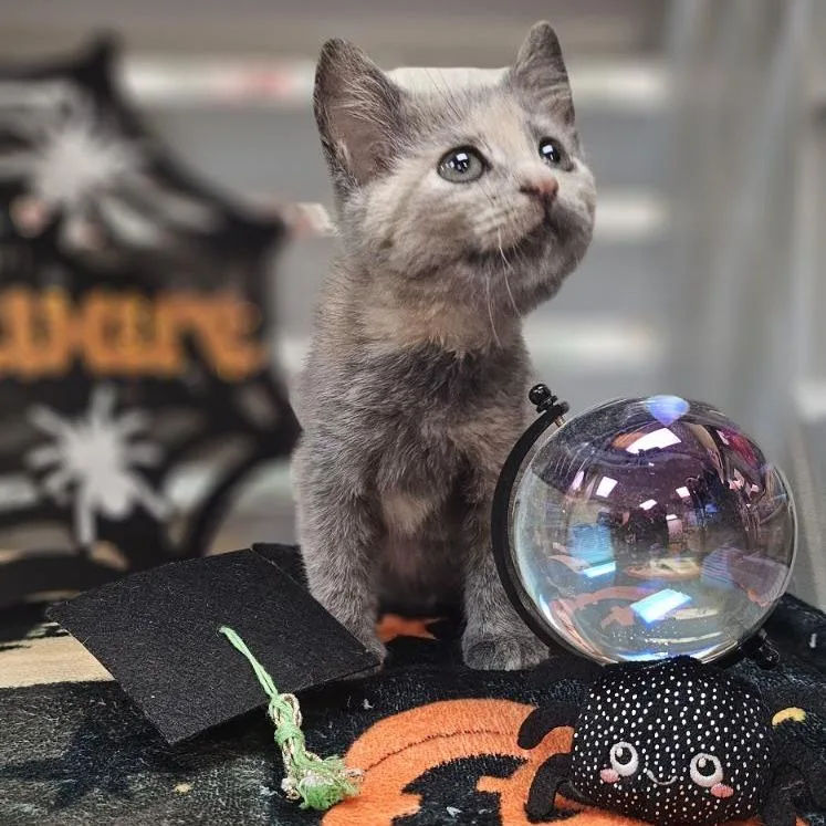 A baby small-sized female Tortoiseshell Domestic Short Hair cat named Bun Bun for adoption in Lynchburg, VA