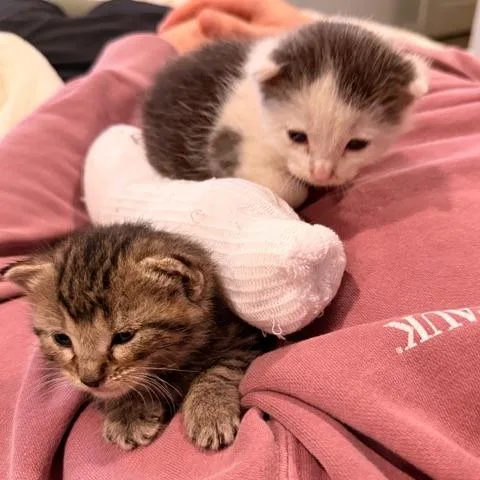 A baby small-sized male White Domestic Short Hair cat named Ren for adoption in Philadelphia, PA