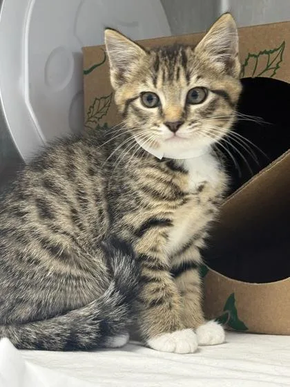 A baby small-sized male Domestic Short Hair cat named Venom for adoption in West Chester, PA