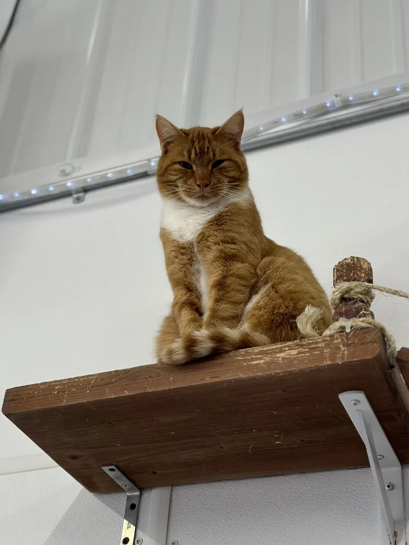 An adult large-sized male Orange & White Domestic Short Hair cat named George for adoption in Faribault, MN