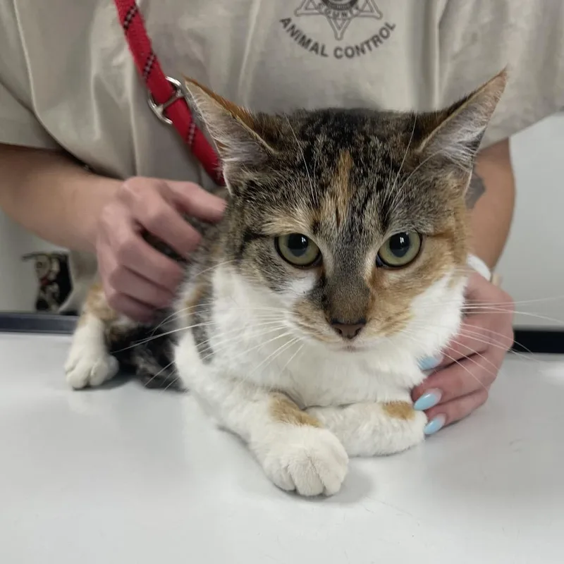 An adult medium-sized female White Domestic Short Hair cat named Martini for adoption in Canton, IL