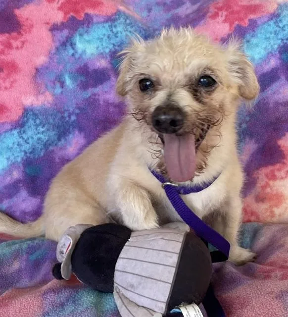 A senior small-sized male White / Cream Norwich Terrier dog named Stinky for adoption in Memphis, TN