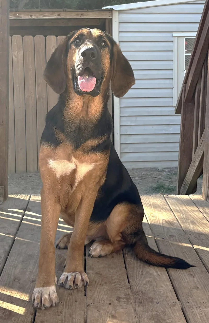 A young extra large-sized male Bloodhound dog named Capybara for adoption in Wetumpka, AL