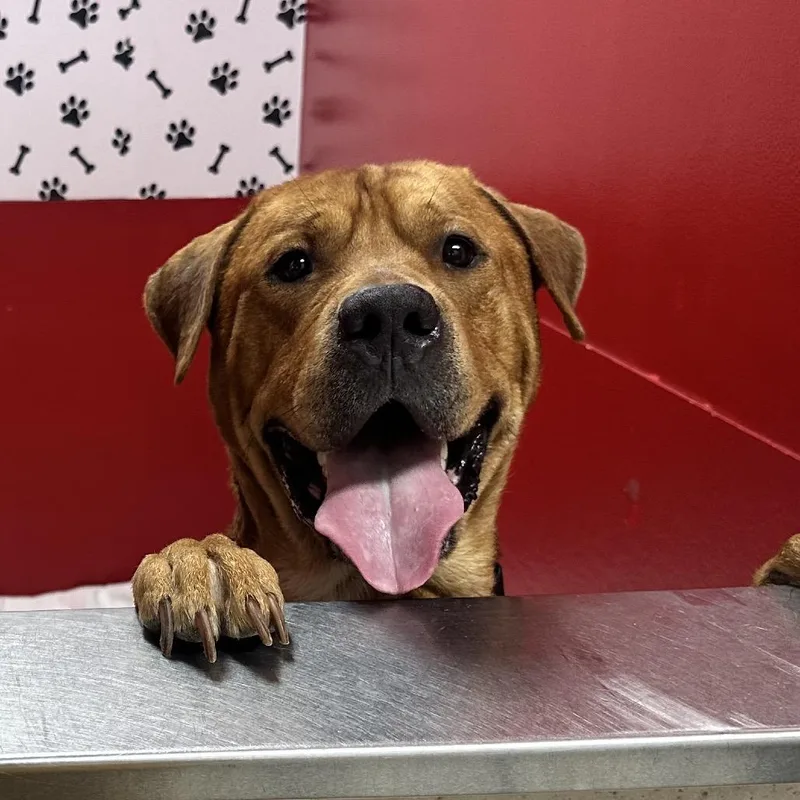 An adult large-sized male Yellow / Tan / Blond / Fawn Mixed Breed dog named Pleakely K for adoption in Union, MO