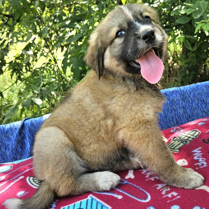 Rosie