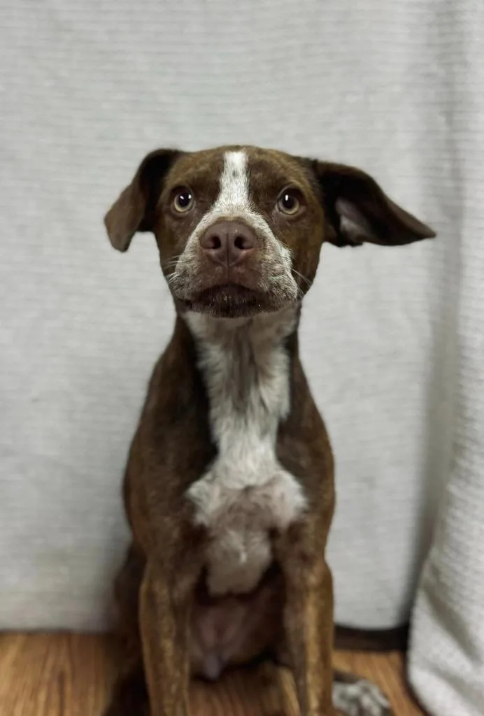 A young medium-sized female Boxer dog named RihannaDiamondAnnie for adoption in Hopkinsville, KY