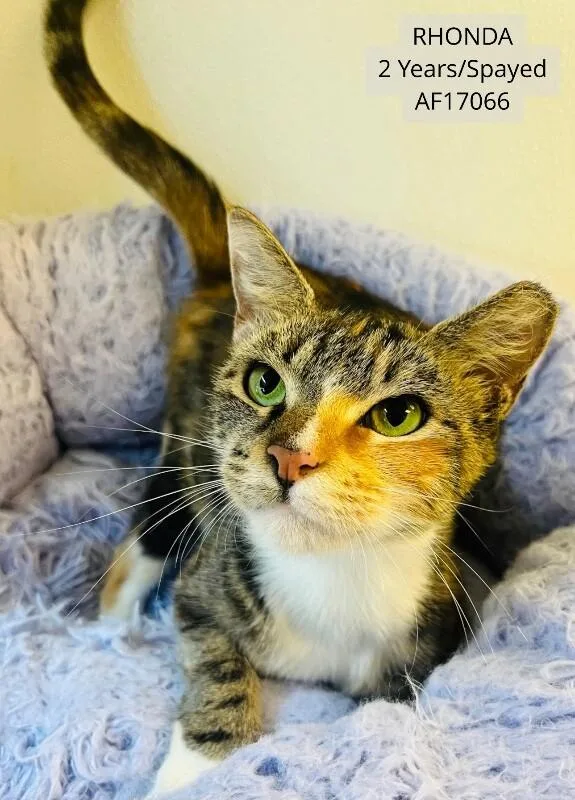 An adult medium-sized female Domestic Short Hair cat named Rhonda for adoption in Supply, NC