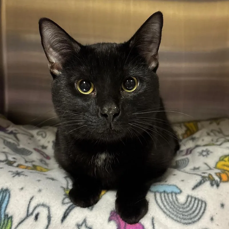 An adult medium-sized male Black Domestic Short Hair cat named Ricky Sting Sting for adoption in York, PA