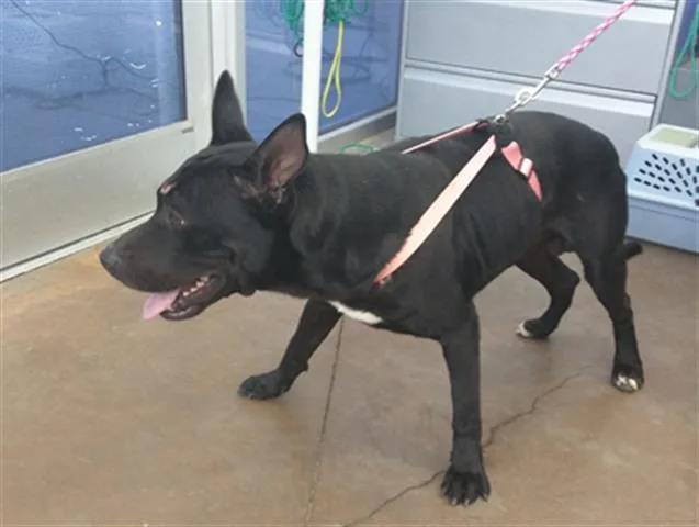 An adult large-sized male Pit Bull Terrier dog named Big John for adoption in Dallas, TX