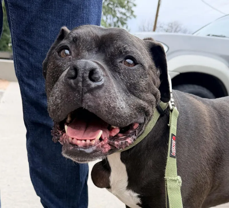 A senior medium-sized male Boxer dog named Jax for adoption in Denver, CO