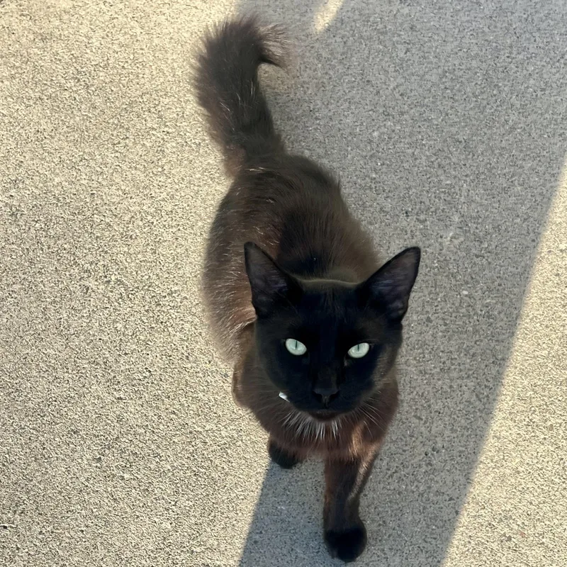An adult medium-sized male Black Domestic Medium Hair cat named Ash for adoption in modesto, CA