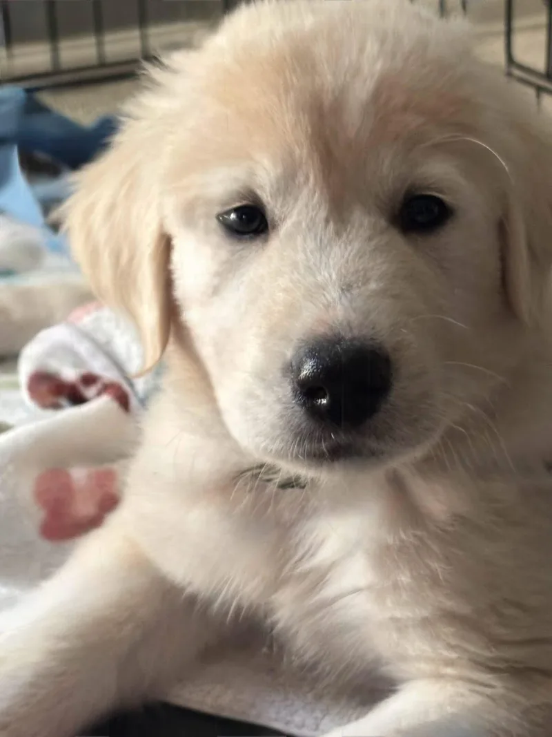A young medium-sized male Great Pyrenees dog named Colin for adoption in Denver, CO