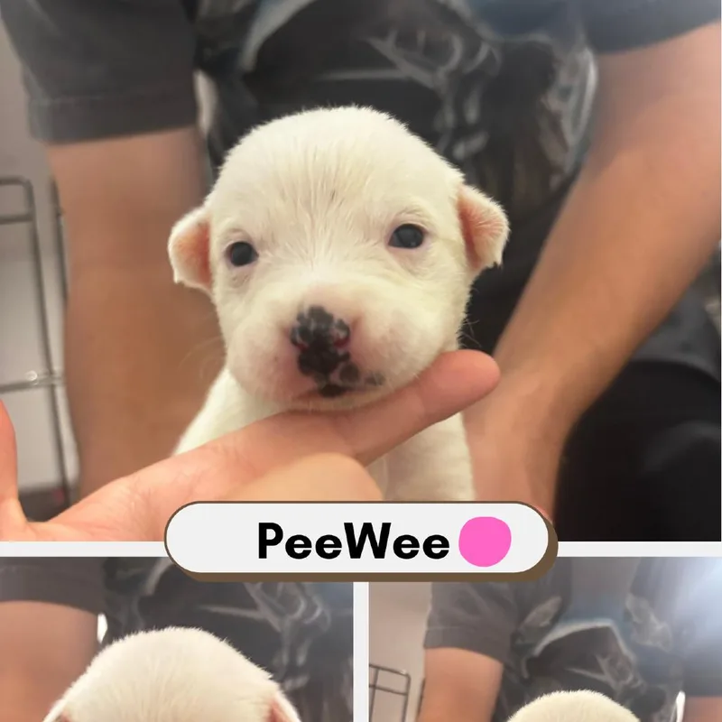 PeeWee