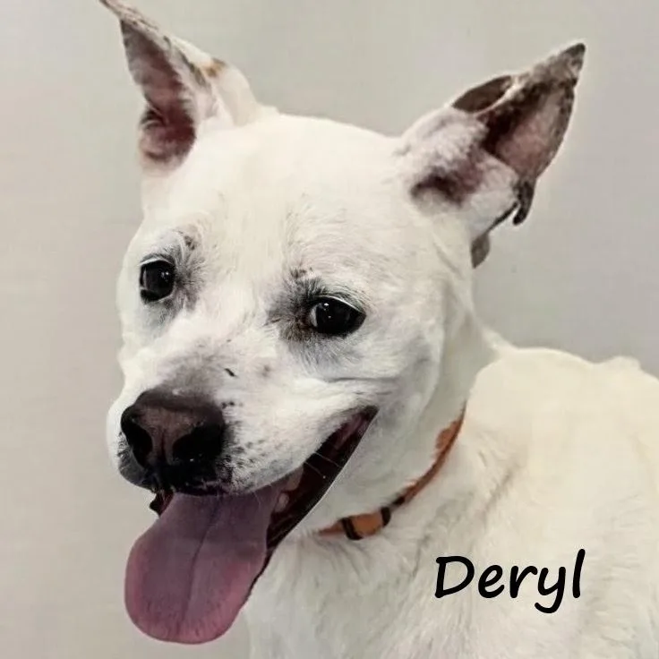 Deryl thumbnail 3