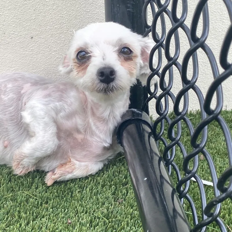 An adult small-sized female Maltese dog named Lady Lou for adoption in LOXAHATCHEE, FL