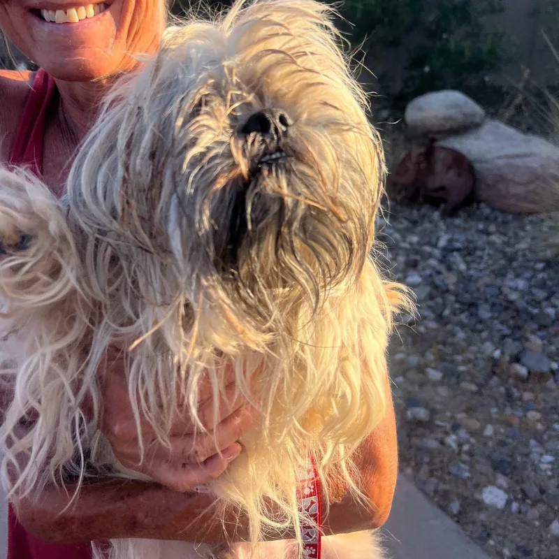 An adult small-sized male Yellow / Tan / Blond / Fawn Shih Tzu dog named Sloppy Joe for adoption in Marana, AZ