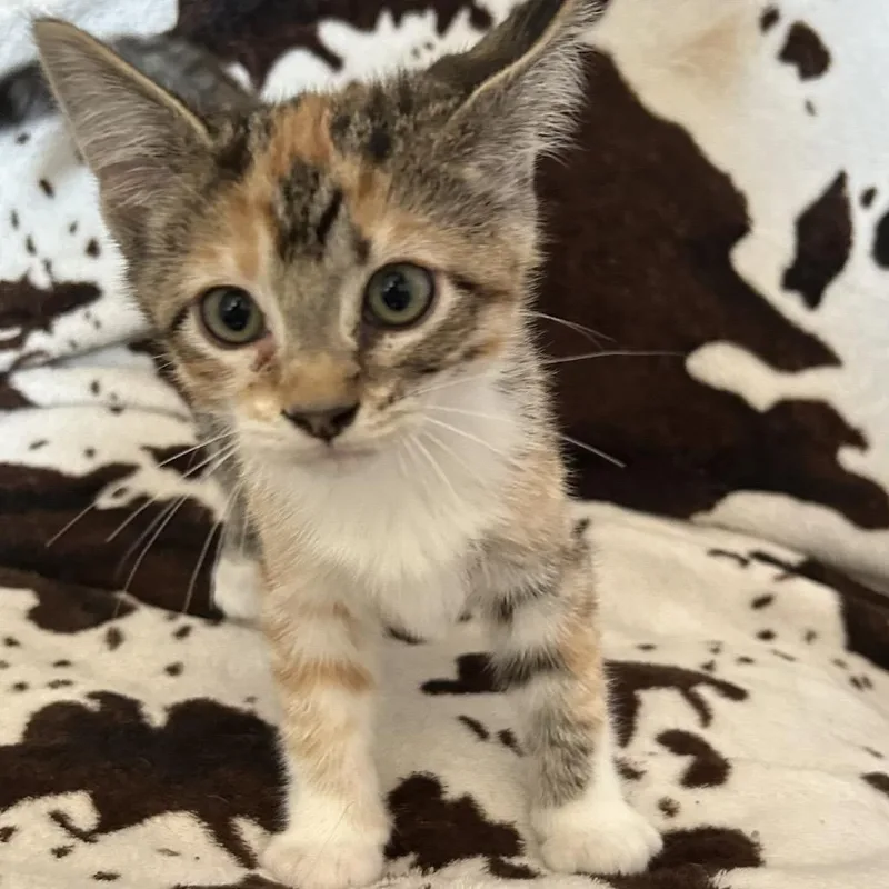 A baby small-sized female Orange / Red Domestic Short Hair cat named Butterfinger for adoption in Buffalo, MN