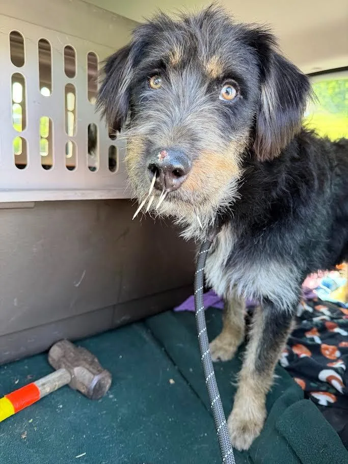 A young large-sized male Poodle dog named Dodger for adoption in Glenfield, NY