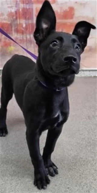 A baby small-sized female Pit Bull Terrier dog named Cali for adoption in San Bernardino, CA