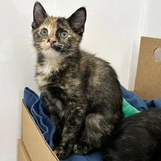 A baby small-sized female Domestic Short Hair cat named Indira for adoption in Novelty, OH