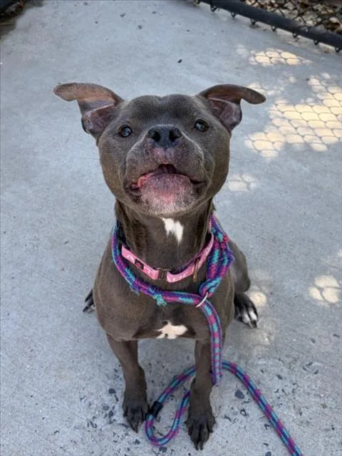 An adult medium-sized female Pit Bull Terrier dog named Ryder for adoption in Derwood, MD