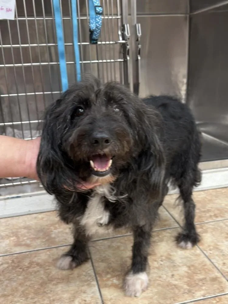 An adult small-sized female Black Mixed Breed dog named Stella Rose for adoption in Long Island City, NY