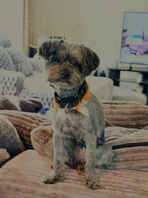 An adult small-sized male Shih Tzu dog named Beau for adoption in Grand Rapids, MI