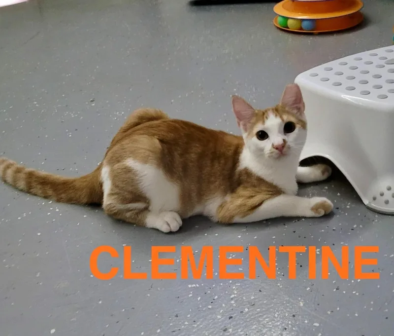 Clementine thumbnail 2