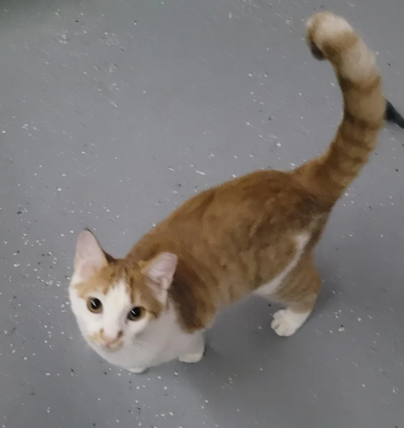 Clementine thumbnail 3