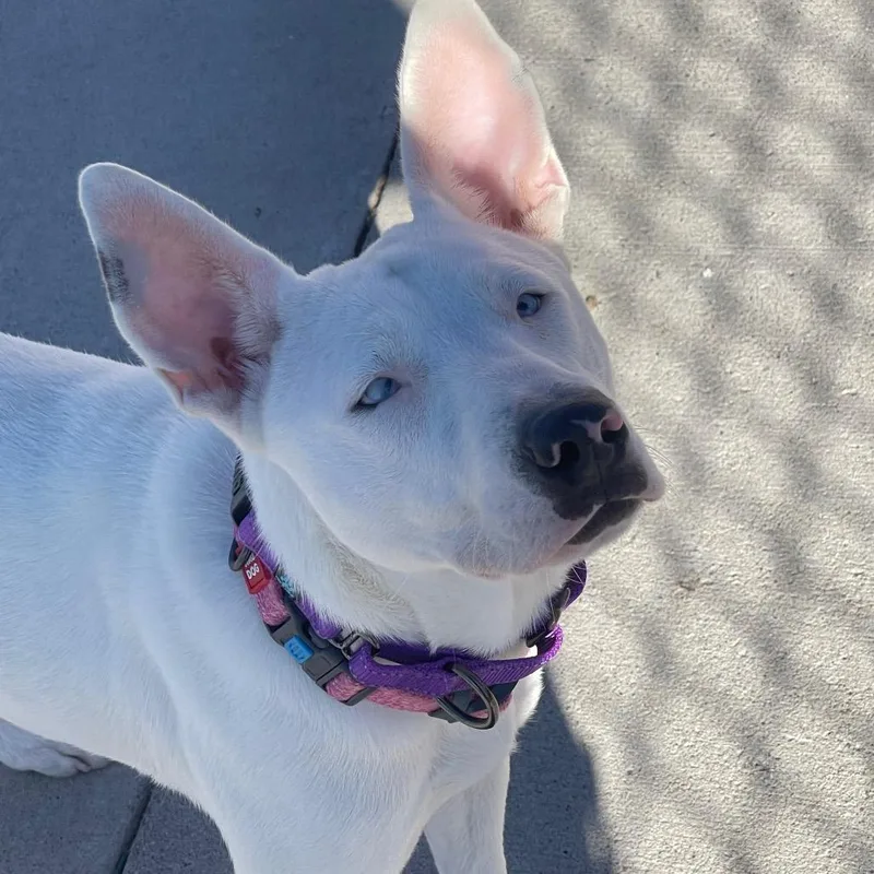 Greek Yogurt thumbnail 2