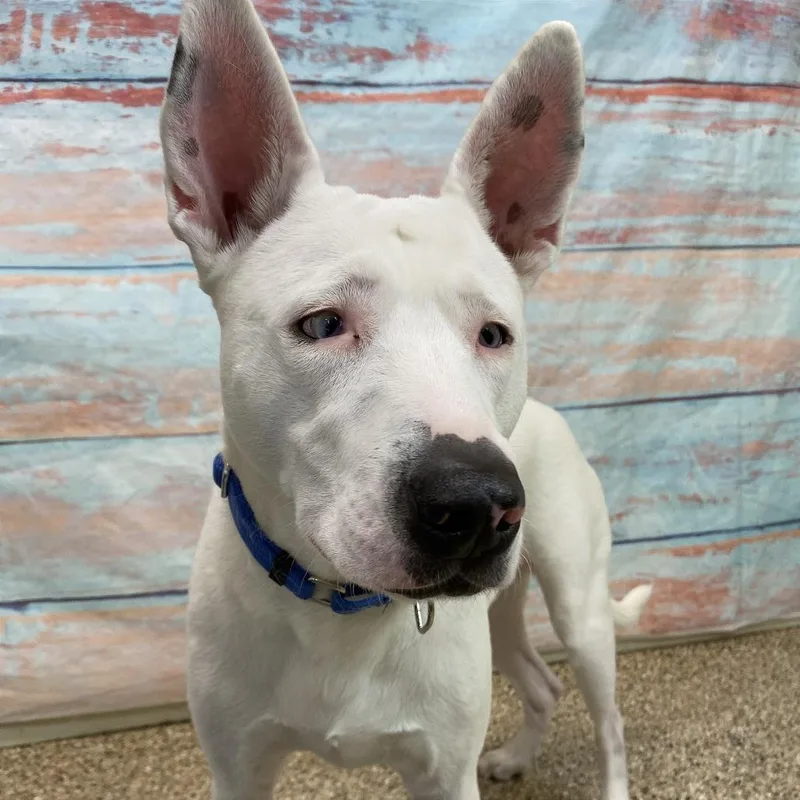 Greek Yogurt thumbnail 3