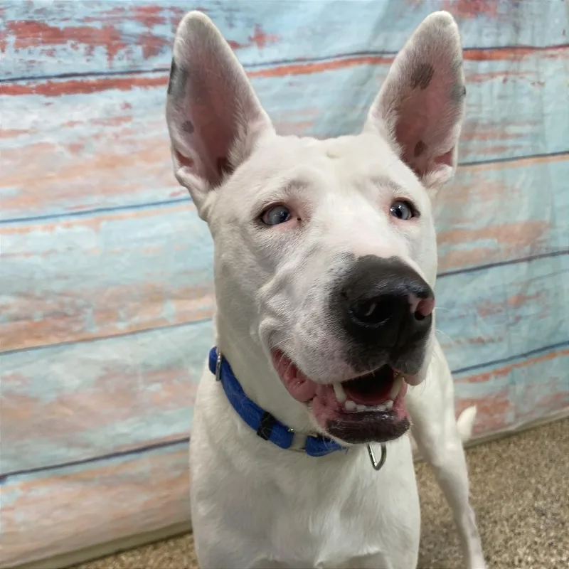 Greek Yogurt thumbnail 4