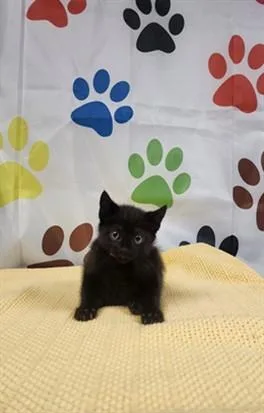 A baby small-sized male Domestic Short Hair cat named Aplha for adoption in Chatsworth, CA