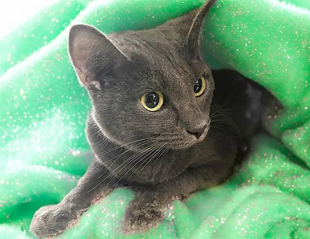 A young medium-sized male Domestic Short Hair cat named Luffy for adoption in Fort Lauderdale, FL