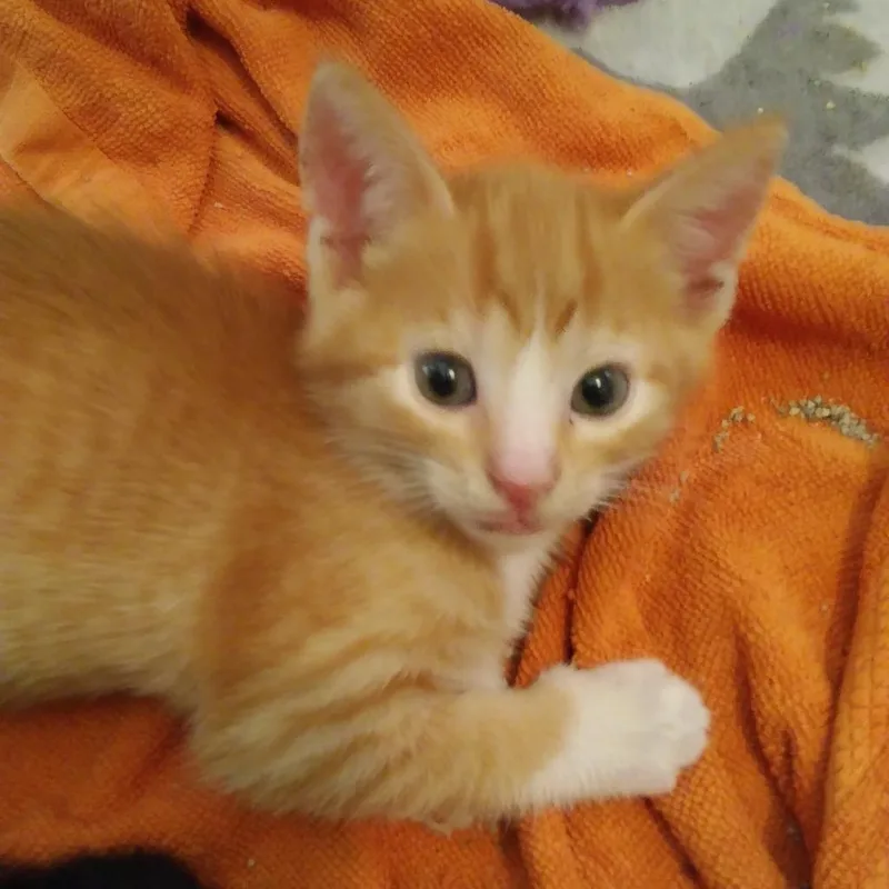 An adult extra large-sized male Brown / Chocolate Domestic Short Hair cat named Dash for adoption in West Palm Beach, FL
