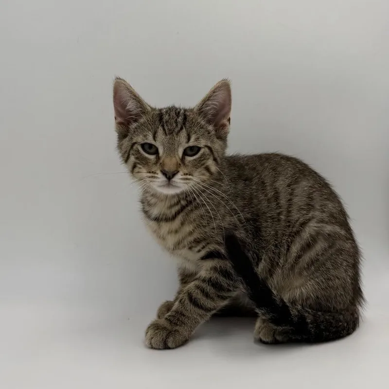 A baby medium-sized male Domestic Short Hair cat named Lettuce for adoption in State College, PA