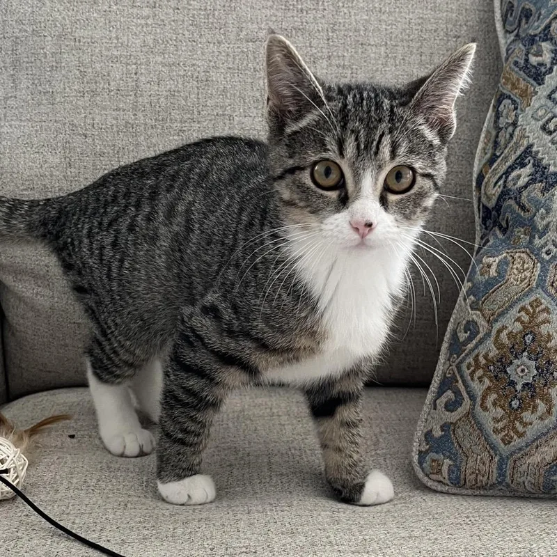 A baby small-sized female Brown / Chocolate Domestic Short Hair cat named Ursula for adoption in Philadelphia, PA