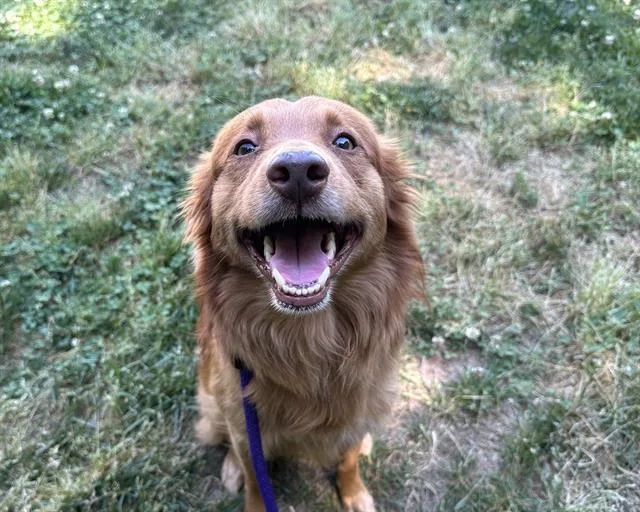 An adult large-sized male Australian Shepherd dog named Red for adoption in Charlotte, NC