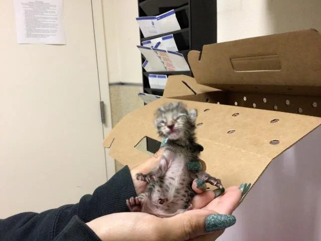 A baby small-sized male Domestic Short Hair cat named Poe Poe for adoption in Riverside, CA