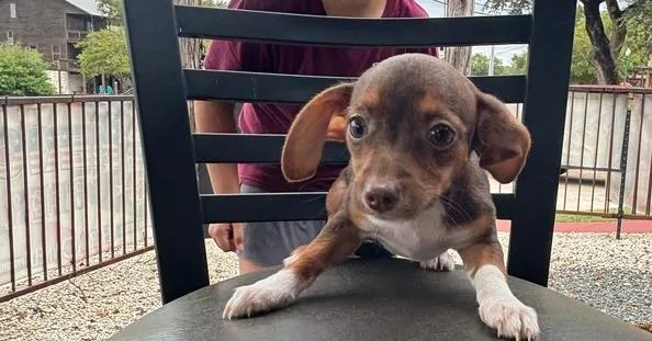A baby small-sized female Chihuahua dog named Pumpkin for adoption in New Braunfels, TX