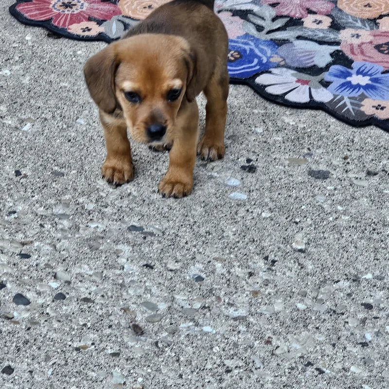 A baby medium-sized male Brown / Chocolate Beagle dog named Scout for adoption in Union Grove, WI